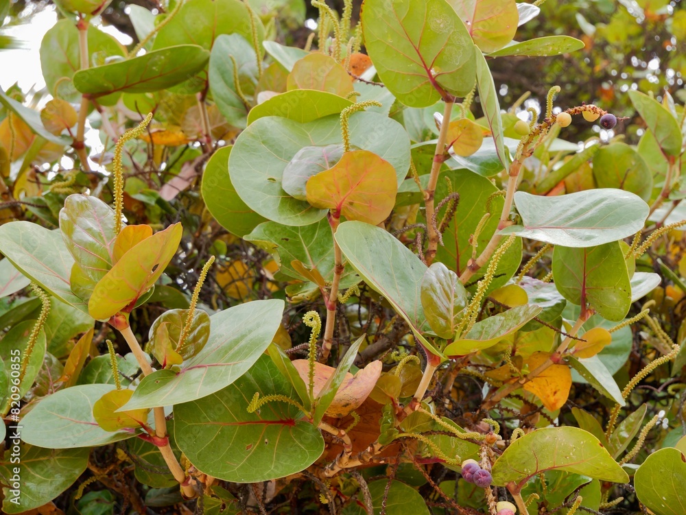 Φωτογραφία Shoots and fruits of seagrape or baygrape (Coccoloba uvifera), Tenerife, Canary