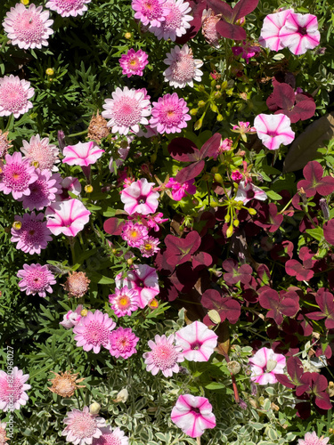 Wallpaper Mural 庭園の花々 Torontodigital.ca