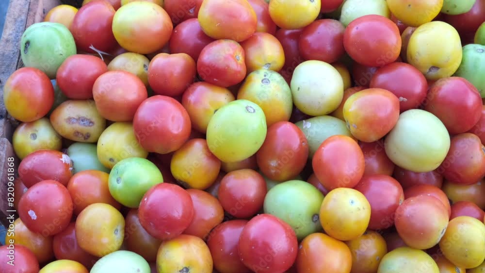 A closeup shot of ripe and unripe medium-sized tomatoes A closeup shot of ripe and unripe medium-sized tomatoes