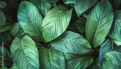 background green leaves plant of leaf green jungle nature abstract dark background and wallpaper for design photo