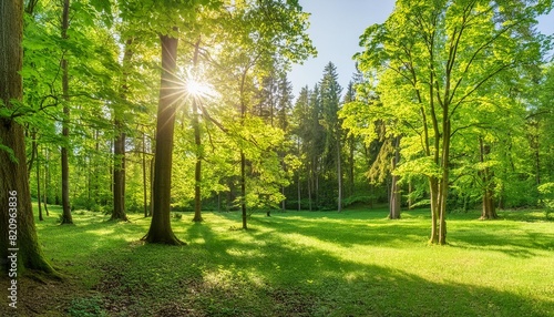 panoramic landscape beautiful rays of sunlight shining through the vibrant lush green foliage and creating a dynamic scenery of light and shadow in a forest clearing