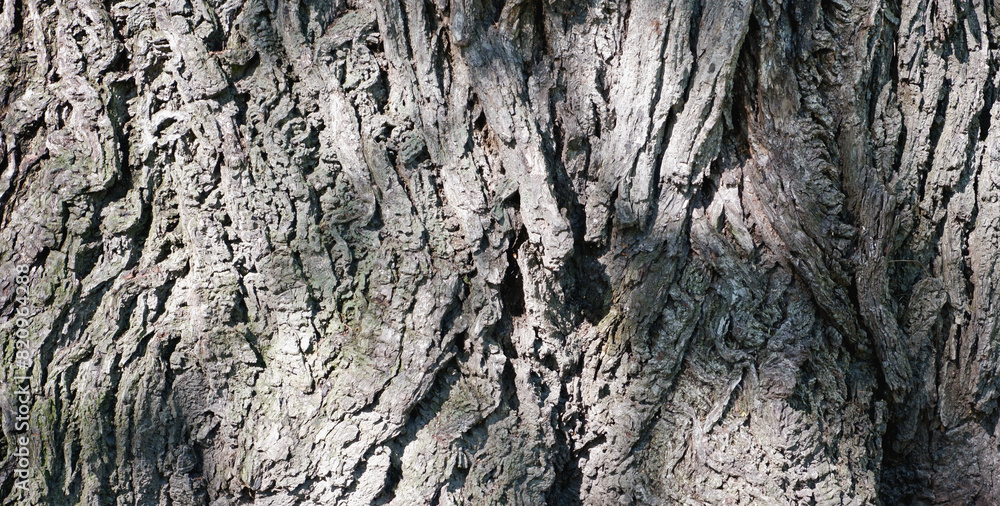 Big tree bark texture, with big crack, surface background. Background concept with abstract pattern of nature. Big tree bark texture, with big crack, surface background. Background concept with abstract pattern of nature.