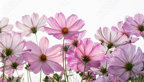 pink cosmos flower beautiful blooming isolated on white background copy space generative ai