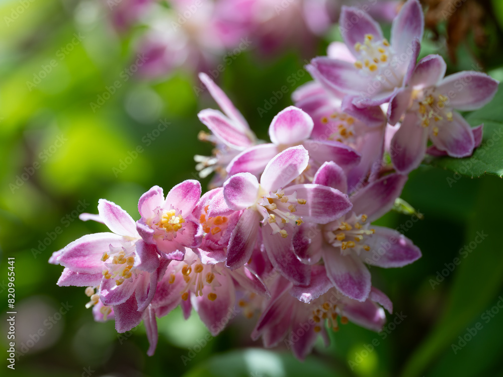 Obraz premium 初夏の庭の紅花梅花空木