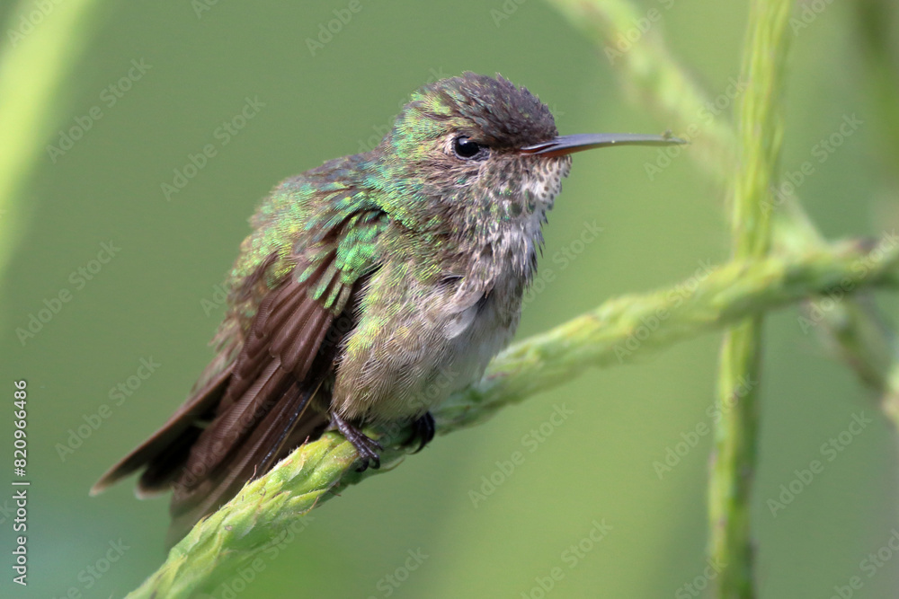 Fototapeta premium Versicolored Emerald(Chrysuronia versicolor) perched on a branch