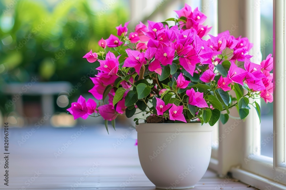 A beautiful pink flower in a white pot sits on a windowsill