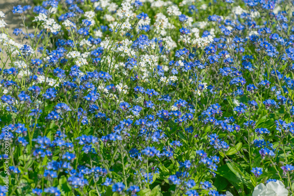 Blue and white Myosotis flowers in a flower bed. forget-me-nots Blue and white Myosotis flowers in a flower bed. forget-me-nots
