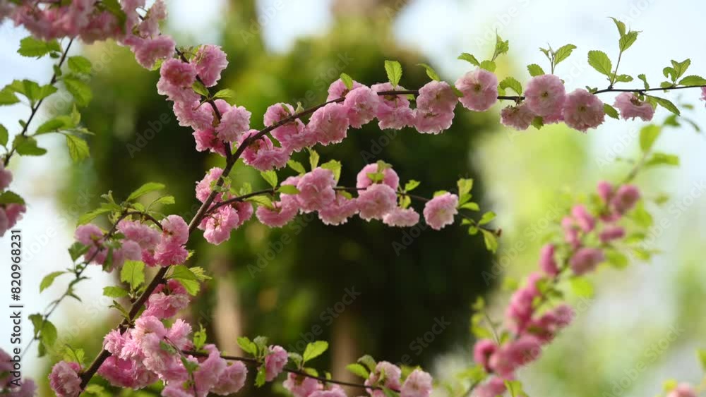 Pink blossoms on the branch Pink blossoms on the branch