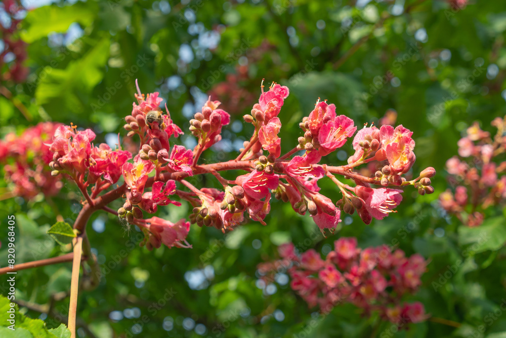 Pink flowers of Aesculus carnea, close-up. red horse-chestnut. Pink flowers of Aesculus carnea, close-up. red horse-chestnut.