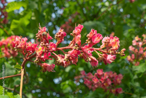 Pink flowers of Aesculus carnea, close-up. red horse-chestnut. photo