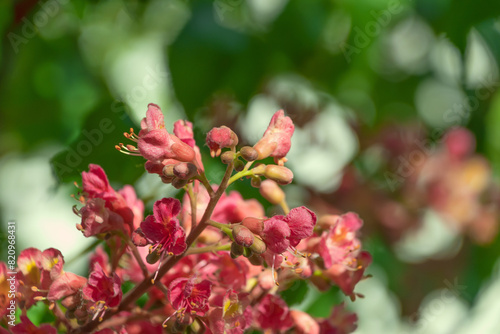 Pink flowers of Aesculus carnea, close-up. red horse-chestnut. photo