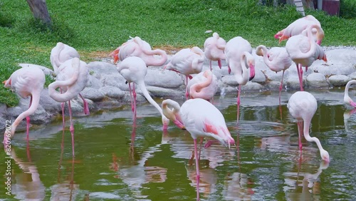 Flock of pink flamingos. Al Areen Park, Bahrain photo
