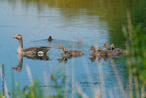 A greylag goose family with goslings swims in a pond.
