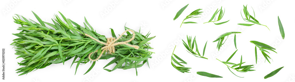 tarragon or estragon isolated on a white background. Artemisia dracunculus tarragon or estragon isolated on a white background. Artemisia dracunculus