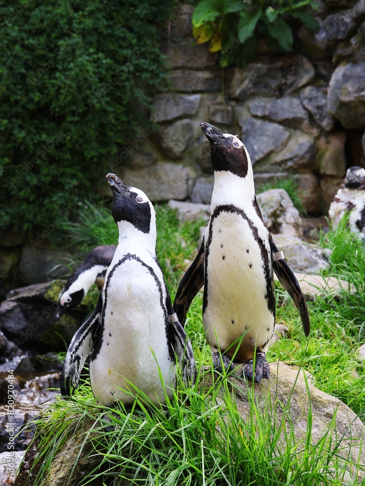 Naklejka premium Two black-footed penguins look up simultaneously. Spheniscus demersus.