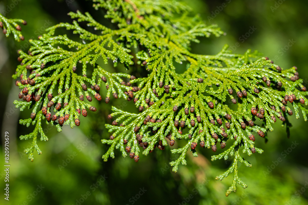 Fototapeta premium Many japanese cypress flower buds in spring.