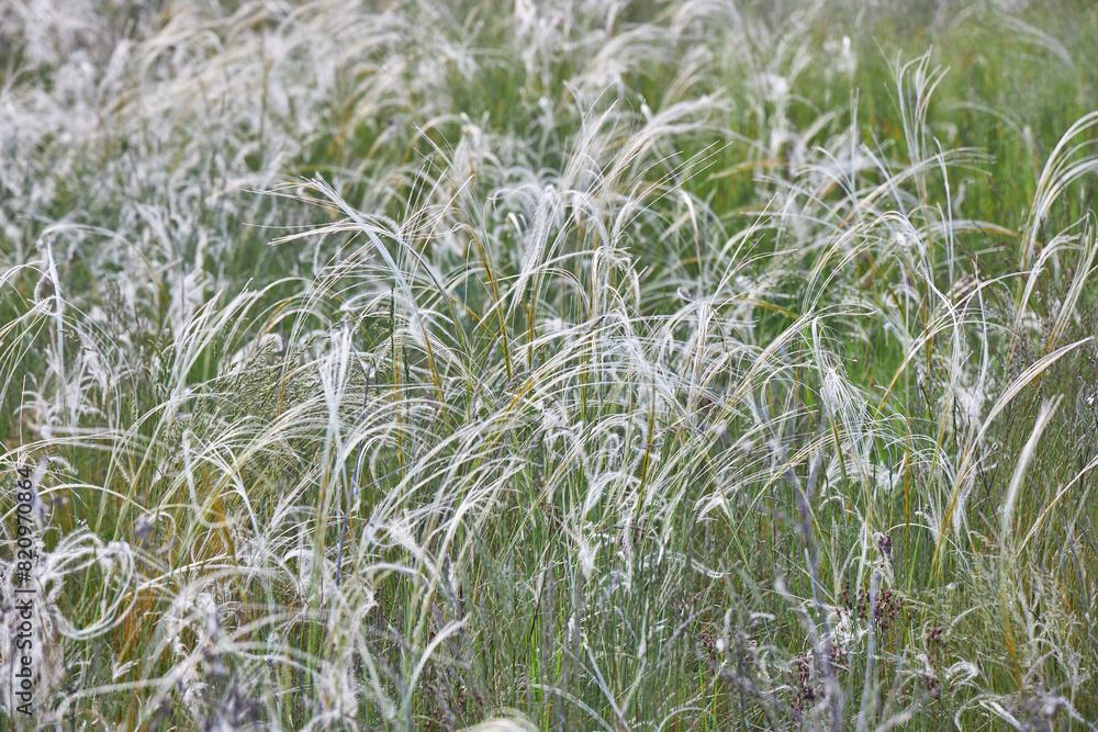 Feather grass on chalk field in natural reserve in Ukraine. Feather grass on chalk field in natural reserve in Ukraine.