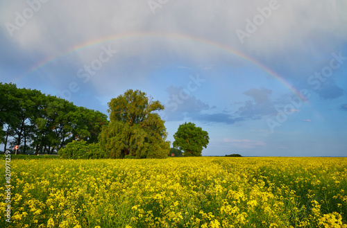 Spring agricultural landscape with big rape fields and rainbow in sky