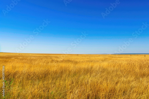 Golden fields under blue sky