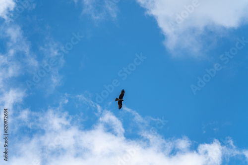 大空を飛ぶトンビ photo