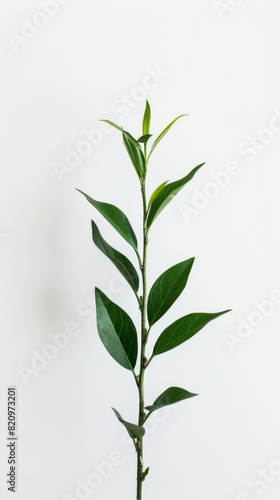 A green plant thrives in a white pot  growing tall with lush leaves