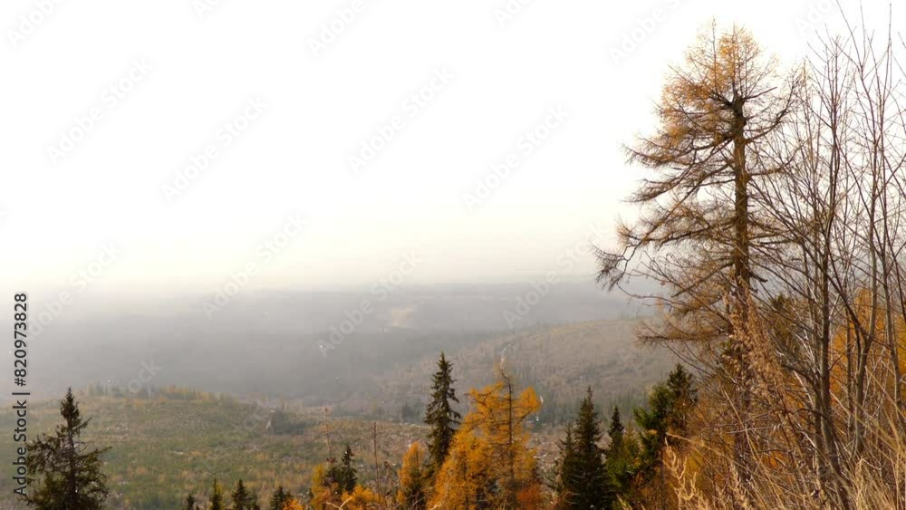 Yellow mixed forest in the High Tatra mountains Slovakia in late autumn during snowfall. Yellow mixed forest in the High Tatra mountains Slovakia in late autumn during snowfall.