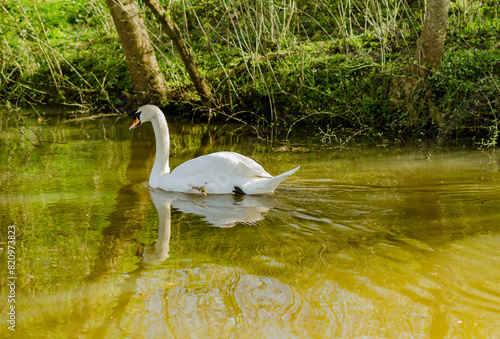 un cygne dans un étang