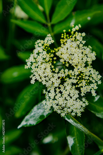 close up of a flower of a plant