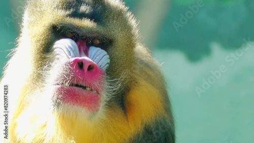 Mandrill (Mandrillus sphinx) is primate of monkey photo