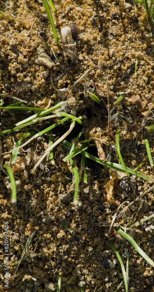 The life of ants, ants walking around their underground nest, a sunny day, insects among the green grass. Slow motion The life of ants, ants walking around their underground nest, a sunny day, insects among the green grass. Slow motion