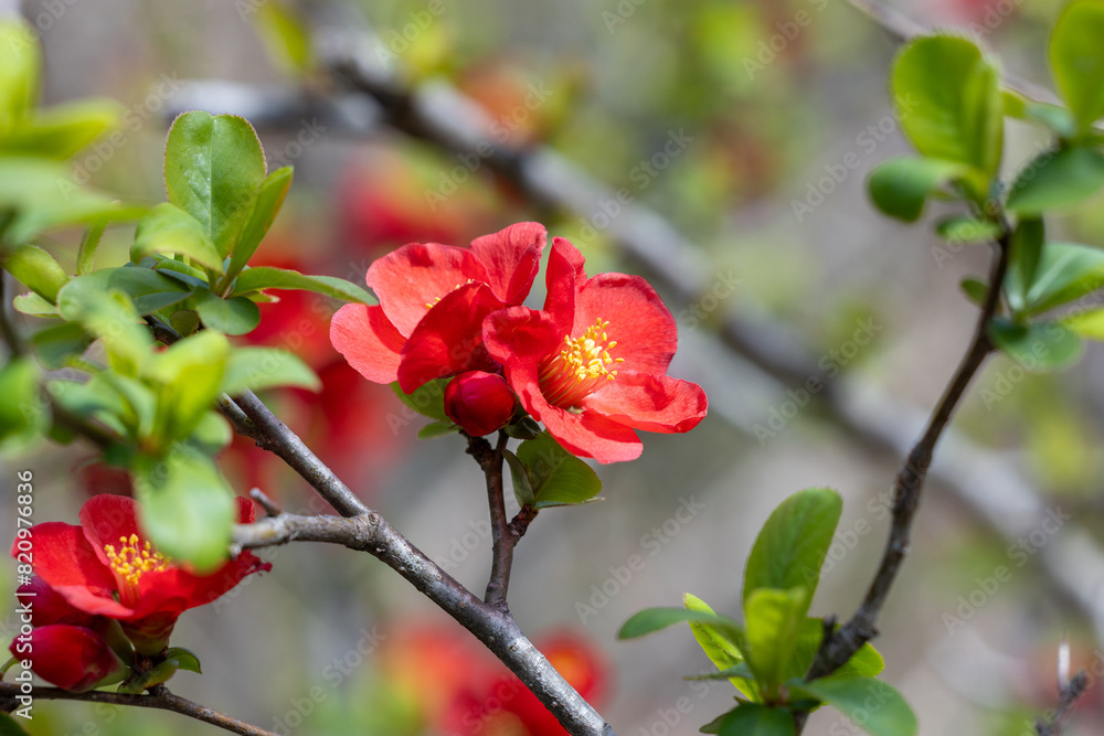 Japanese quince flowers blooming neatly in the forest. Japanese quince flowers blooming neatly in the forest.
