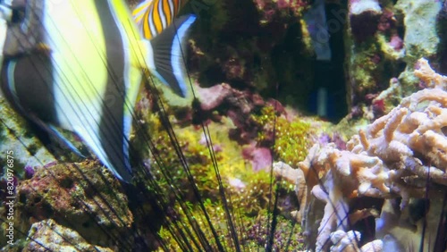 Moorish idol (Zanclus cornutus) is marine fish species, sole extant representative of family Zanclidae in order Perciformes. A common inhabitant of tropical to subtropical reefs and lagoons. photo