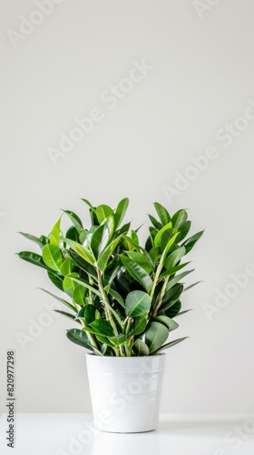 A vibrant Zamioculcas plant in a white pot perched atop a minimalist table
