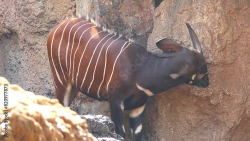 Bongo (Tragelaphus eurycerus) is a herbivorous forest ungulate. Bongos are characterised by a striking reddish-brown coat, black and white markings, white-yellow stripes and slightly spiralled horns photo