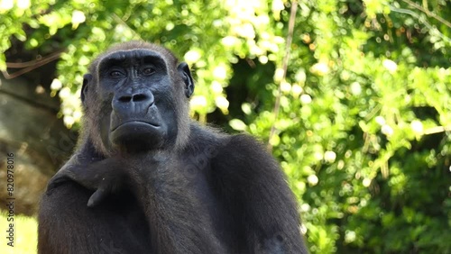 Gorillas are ground-dwelling herbivorous apes photo