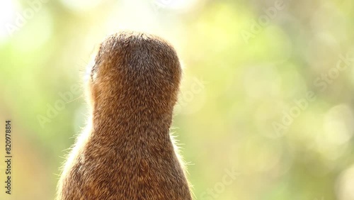 meerkat or suricate (Suricata suricatta) is a small carnivoran belonging to the mongoose family (Herpestidae). photo