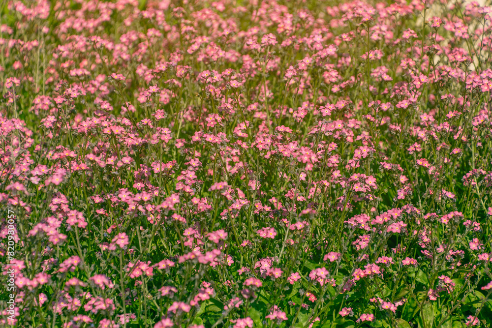 Pink Myosotis flowers in a flowerbed. forget-me-nots