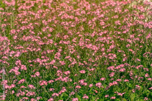 Pink Myosotis flowers in a flowerbed. forget-me-nots