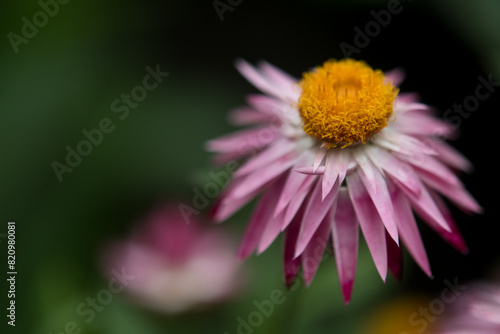 Pink and Yellow Strawflower growing in a garden