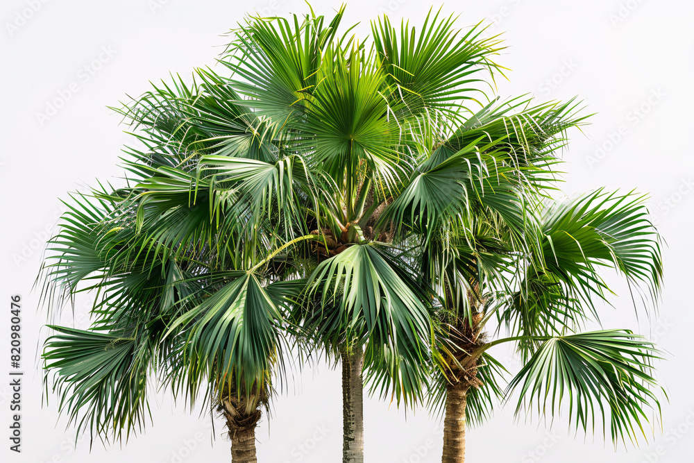 Fototapeta premium palm tree, plant