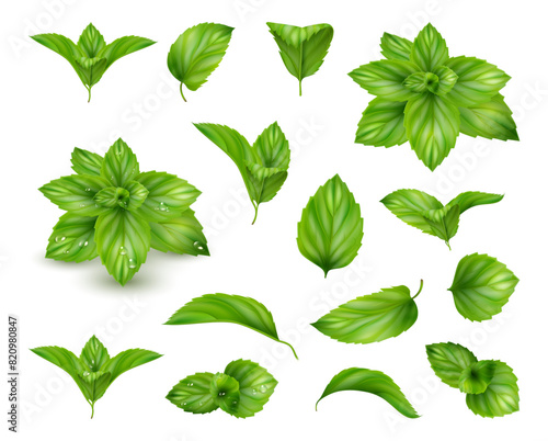 Fresh leaves of mint, realistic aromatic plant for cooking and preparing dishes. Vector fragrant foliage, gardening and buying components for food. Natural organic ingredient for refreshing drinks