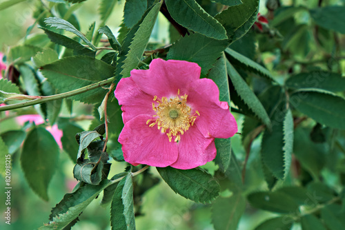 Pink wild rose in the garden in spring, close-up