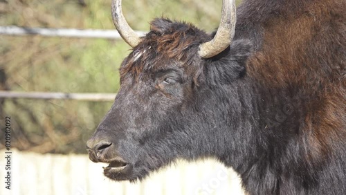 wild yak (Bos mutus) photo