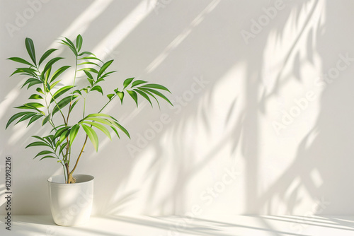 palm tree  plant