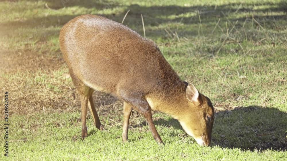 Muntjacs, barking deer and Mastreani deer Muntjacs, barking deer and Mastreani deer