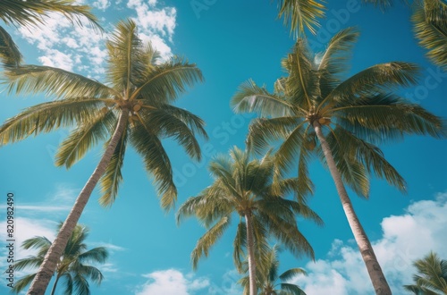 group of palm trees with a blue sky in the background