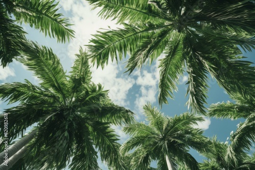 palm tree is shown with a cloudy sky in the background