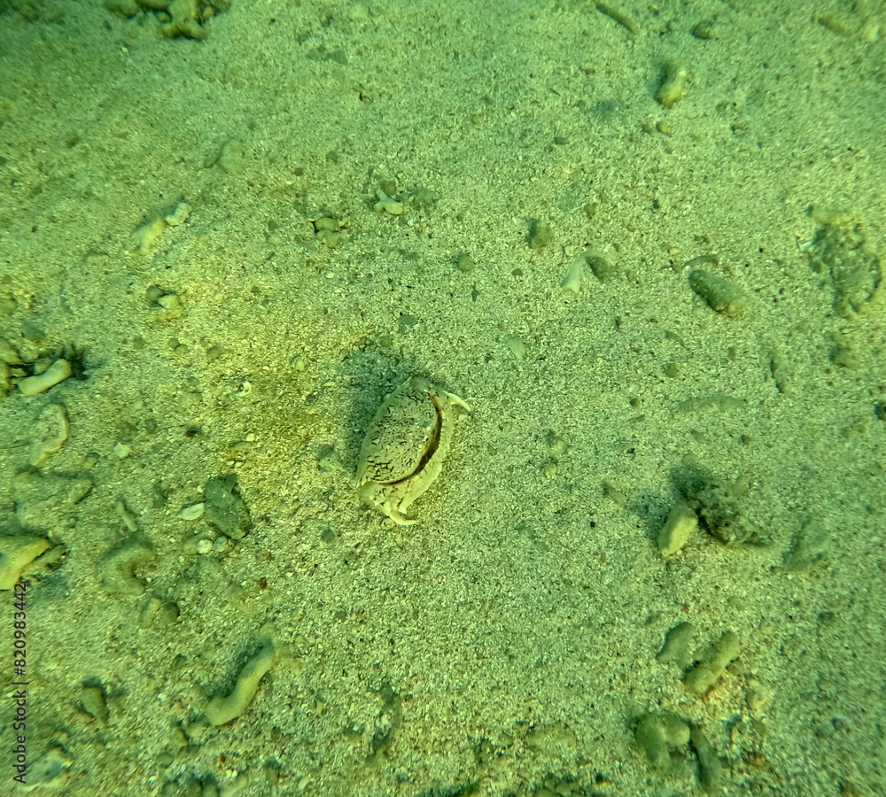 flamed box crab underwater camouflaged in the sand, underwater photo of crustacean flamed box crab underwater camouflaged in the sand, underwater photo of crustacean