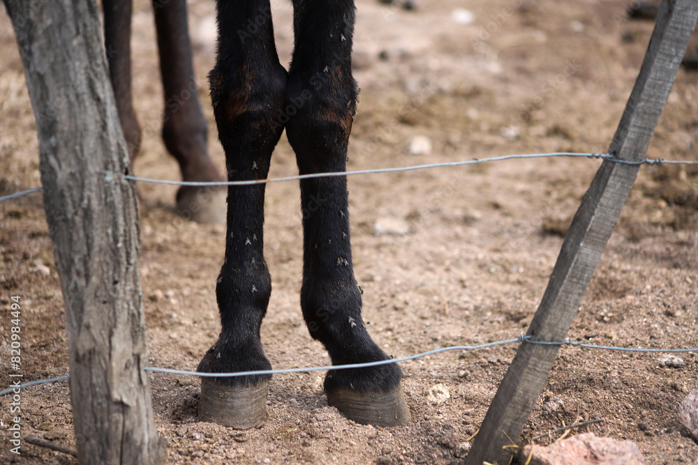Donkey legs with flies in rural farm corral. Horse sick with flies on its legs. Farm animal. Infection in animals. Lack of cleaning and care in horses.
Donkey legs with flies in rural farm corral. Horse sick with flies on its legs. Farm animal. Infection in animals. Lack of cleaning and care in horses.