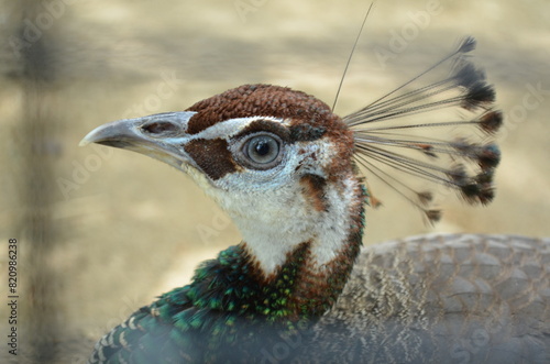 portrait of a peacock